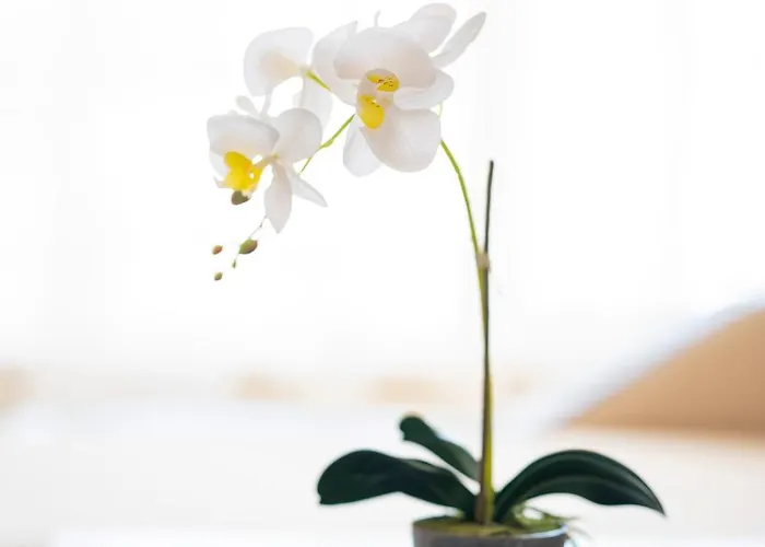 Apartamento Sveti Vlas Apartments Sveti Vlas